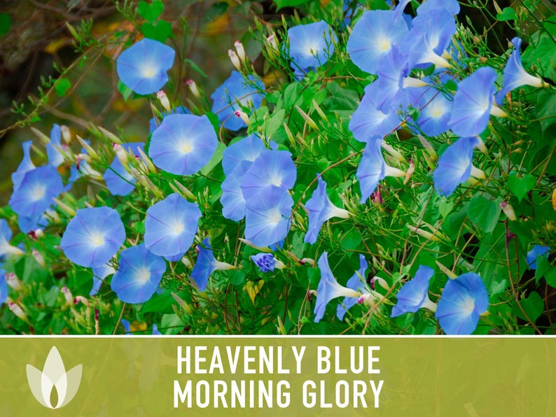 Morning Glory, Heavenly Blue Heirloom Seeds, Flower Seeds, Vine image 9
