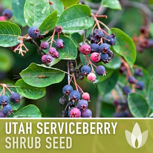 Utah Serviceberry - 10 Seeds - Heirloom Shrub Seeds, Purple Berries, Great in Jams, Pollinator Garden, Songbirds, Native Perennial, Non-GMO