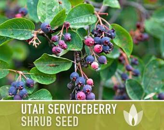 thumbnail image 2 of Porcelain Berry Perennial Vine Seeds - 5+ Seeds - USA Seller (Cannot Ship To NY) 2 of 3