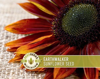 Earthwalker Sunflower Seeds - Copper, Bronze, and Gold Tones