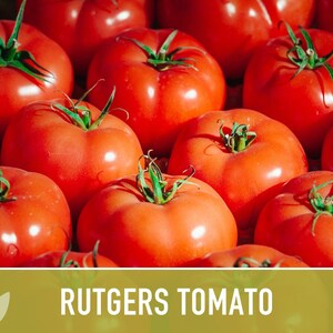 Rutgers Heirloom Tomato Seeds | Organic Garden, Canning & Soup | Open Pollinated, Non-GMO, Disease-Resistant | 50+ Seeds image 4