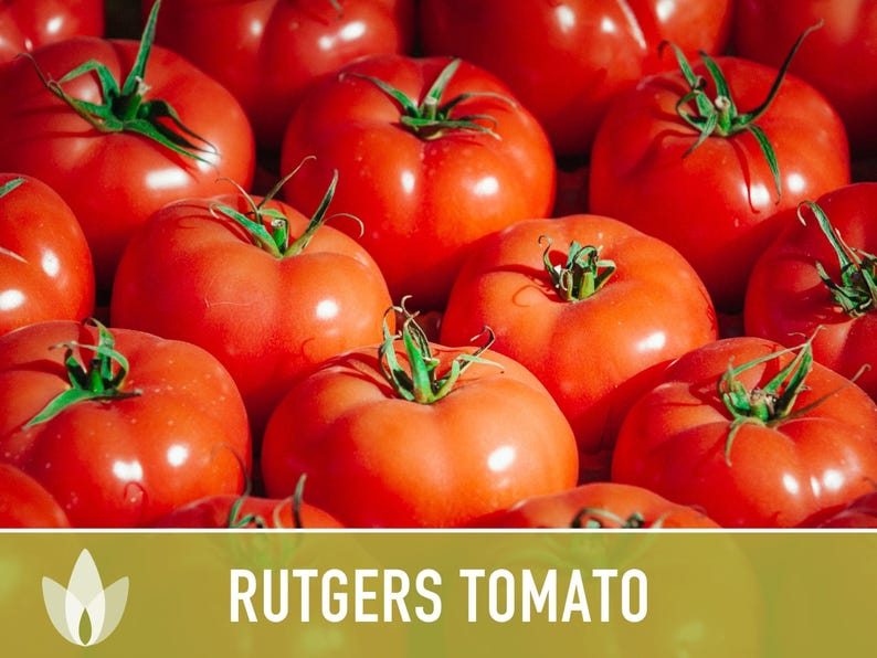 Rutgers Heirloom Tomato Seeds | Organic Garden, Canning & Soup | Open Pollinated, Non-GMO, Disease-Resistant | 50+ Seeds image 4