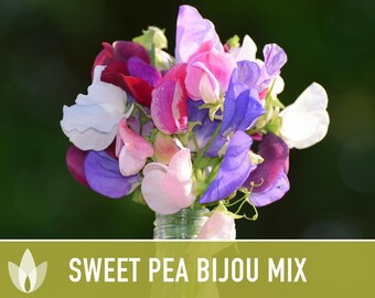 Sweet Pea, Bijou Dwarf Flower Mix Seeds - Heirloom Seeds, Ornamental Flower Seeds, Pollinator Garden, Open Pollinated, Non-GMO