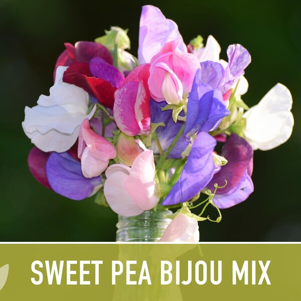 Sweet Pea, Bijou Dwarf Flower Mix Seeds - Heirloom Seeds, Ornamental Flower Seeds, Pollinator Garden, Open Pollinated, Non-GMO