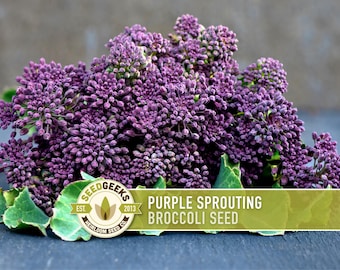 Purple Sprouting Broccoli Seeds - Heirloom, Organic, Non-GMO