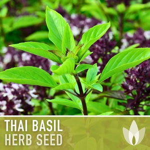 Thai Basil Herb Heirloom Seeds image 3