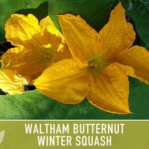 Waltham Butternut Squash Seeds – Heirloom, Vine-Borer Resistant image 7