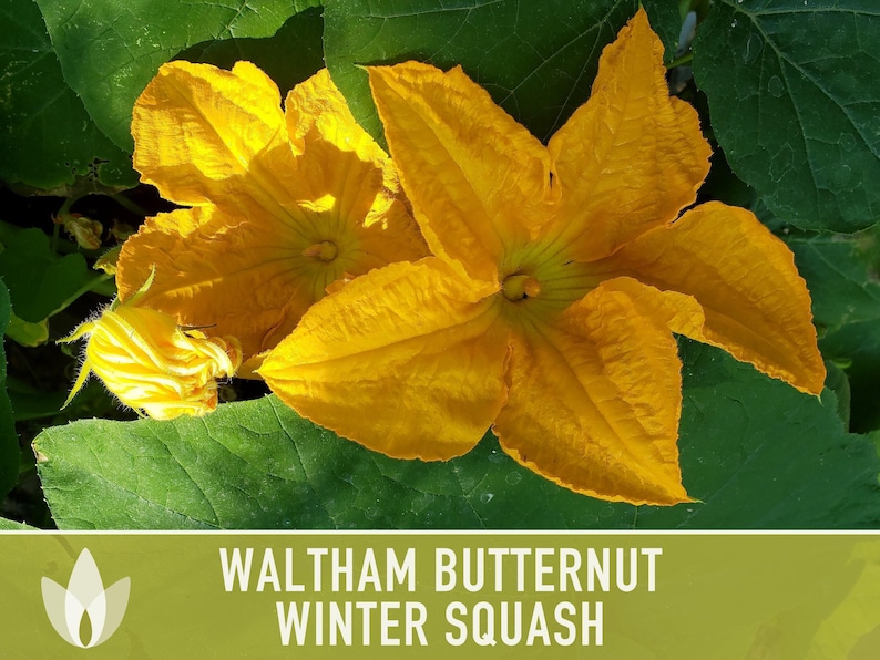 Waltham Butternut Squash Seeds – Heirloom, Vine-Borer Resistant image 7