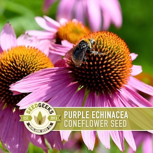 Graines d'Échinacée pourpre | Plus de 100 graines, fleurs sauvages indigènes, héritage, tolérant à la sécheresse, jardin des papillons, Echinacea purpurea image 5