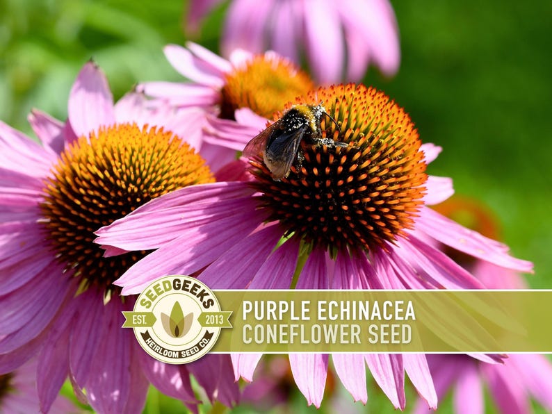 Graines d'Échinacée pourpre | Plus de 100 graines, fleurs sauvages indigènes, héritage, tolérant à la sécheresse, jardin des papillons, Echinacea purpurea image 5