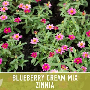 Blueberry Cream Zinnia Seeds | 100+ Seeds, Heirloom Flower Mix, Butterfly Garden, Bouquets imagem 10