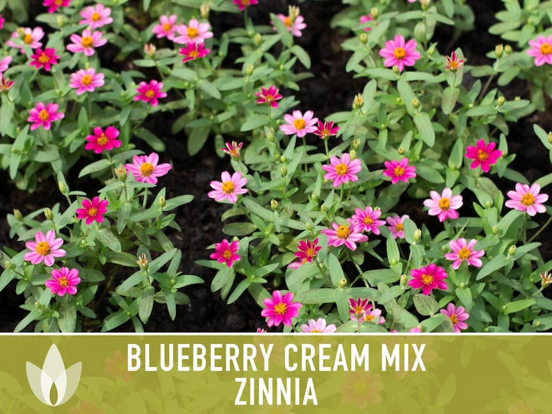 Blueberry Cream Zinnia Seeds | 100+ Seeds, Heirloom Flower Mix, Butterfly Garden, Bouquets imagem 10
