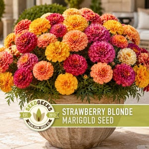 Pode incluir: Um vaso grande e arredondado preenchido com um denso grupo de flores de cravo-de-defunto em tons vibrantes de amarelo, laranja e rosa escuro. Um log&oacute;tipo da Seed Geeks Heirloom Seed Co. &eacute; vis&iacute;vel, junto com o texto Strawberry Blonde Marigold Seed.