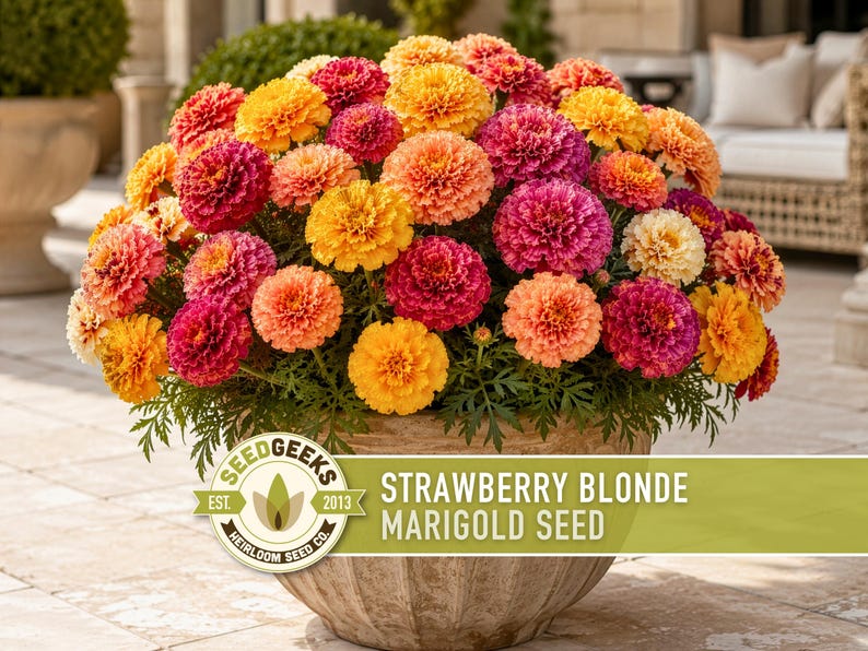 Pode incluir: Um vaso grande e arredondado preenchido com um denso grupo de flores de cravo-de-defunto em tons vibrantes de amarelo, laranja e rosa escuro. Um log&oacute;tipo da Seed Geeks Heirloom Seed Co. &eacute; vis&iacute;vel, junto com o texto Strawberry Blonde Marigold Seed.