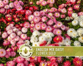 English Daisy Mix Flower Seeds – Heirloom Cottage Garden Blooms