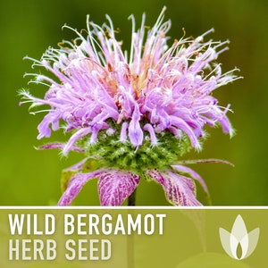 Wild Bergamot Heirloom Herb Seeds - Flower Seeds, Monarda, Bee Balm, Medicinal Herb, Non-GMO