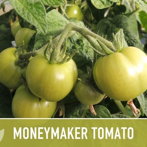 Moneymaker Tomato Seeds Heirloom Seeds, Indeterminate, Slicing Tomato, Sauce Tomato, High Yield, Heat Loving, Salsa Garden, Non-GMO image 9