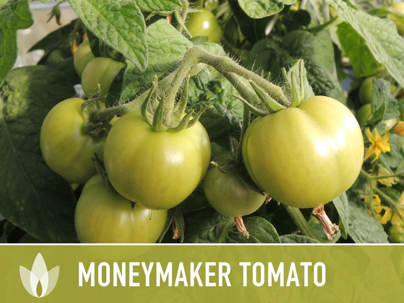 Moneymaker Tomato Seeds Heirloom Seeds, Indeterminate, Slicing Tomato, Sauce Tomato, High Yield, Heat Loving, Salsa Garden, Non-GMO image 9