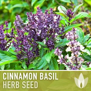 Cinnamon Basil Herb Heirloom Seeds