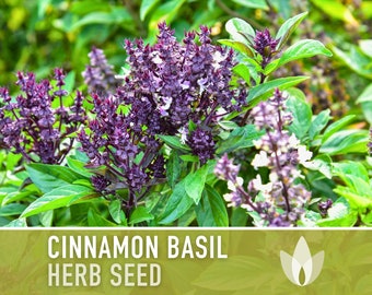 Cinnamon Basil Herb Heirloom Seeds