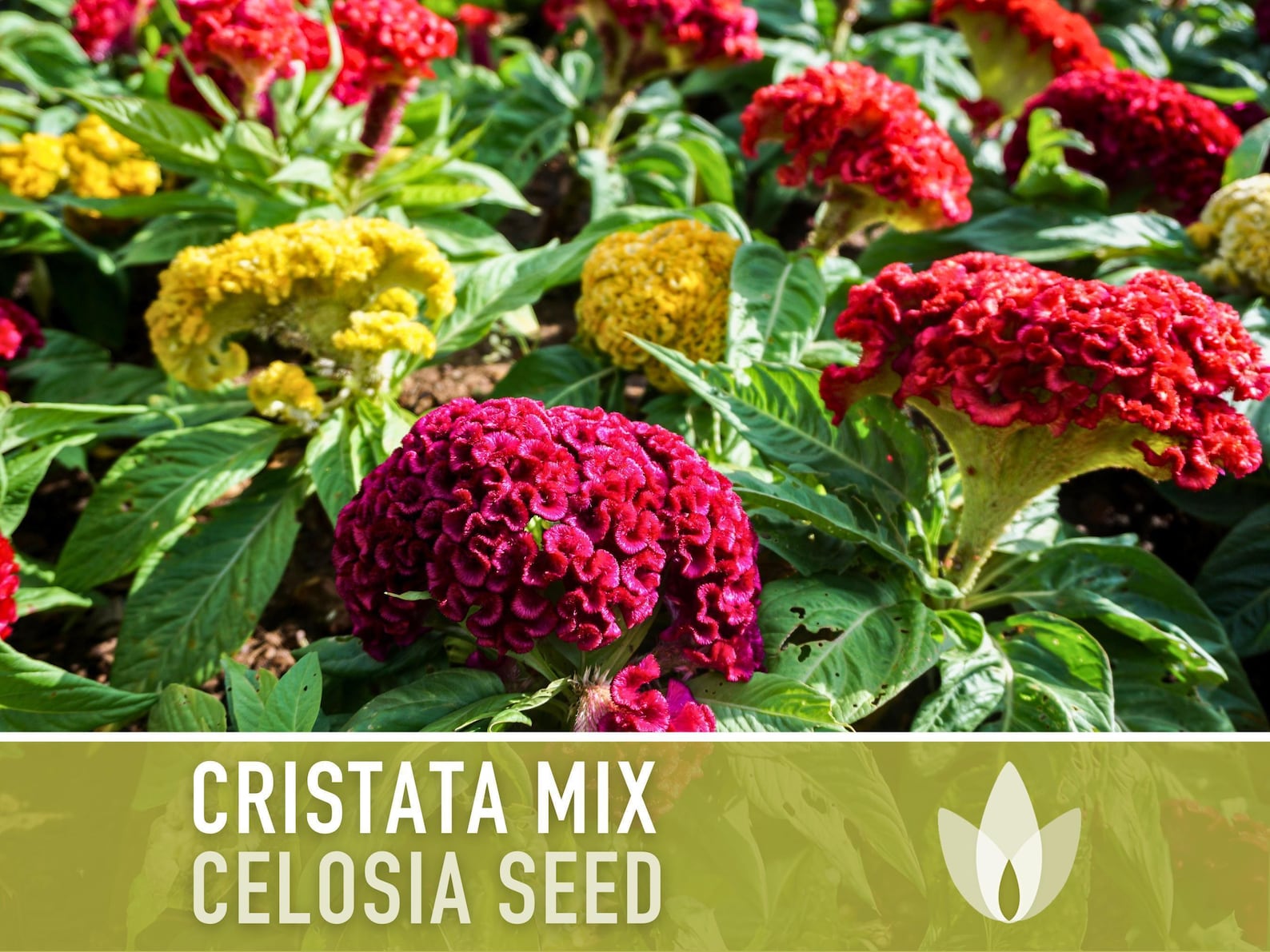 Celosia Cristata Flower Seeds, Cockscomb, Dried Bouquets - 50 Heirloom ...
