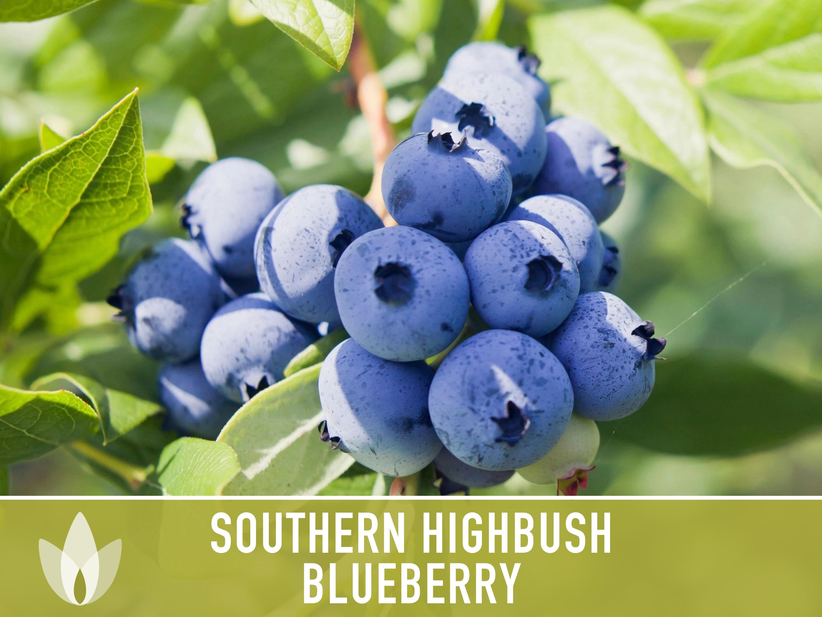 Southern Highbush Blueberry Seeds, Heirloom, Non-gmo (50 Seeds) - Etsy, image size:2700x2025