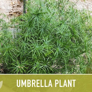 Umbrella Plant Seeds – Cyperus Alternifolius, Ornamental Grass, Non-GMO image 11