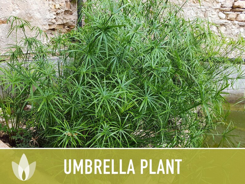 Umbrella Plant Seeds – Cyperus Alternifolius, Ornamental Grass, Non-GMO image 11