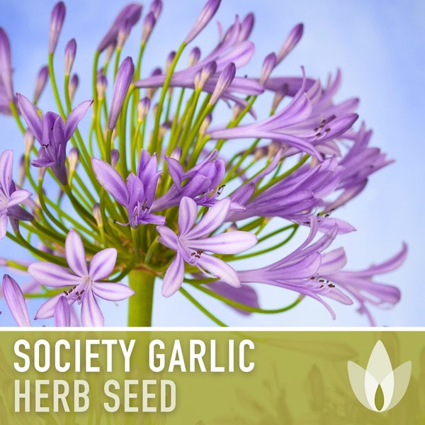 Society Garlic Seeds - Heirloom Seeds, Culinary Herb Seeds, Tulbaghia Violacea, Garlic Chives, Lilac Flowers, Open Pollinated, Non-GMO