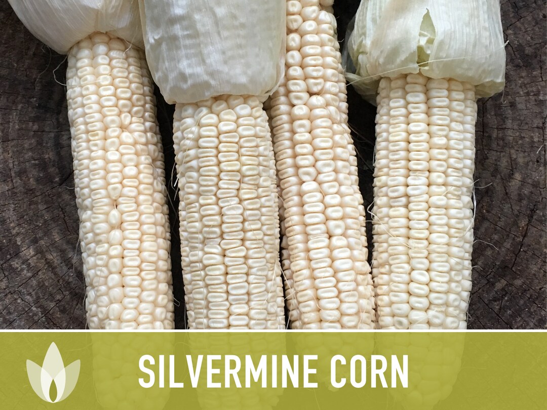 Silvermine White Dent Corn Seeds Heirloom Seeds Early Boone Etsy