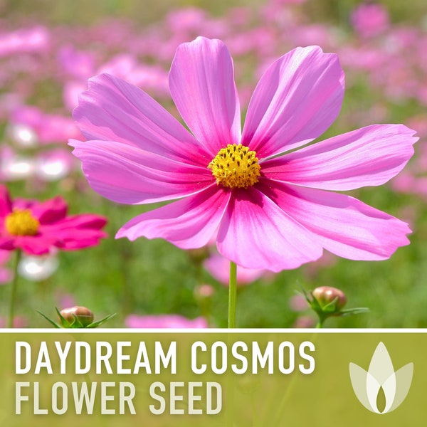 Cosmos, Daydream Heirloom Flower Seeds - Cut Flowers, Pollinator Friendly, Butterfly Garden, Non-GMO