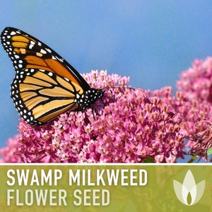 Milkweed, Asclepias Incarnata Seeds - Non-GMO, Open Pollinated, Untreated, Heirloom, Native, Flower Seeds