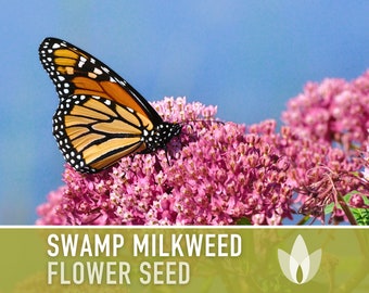 Milkweed, Asclepias Incarnata Seeds - Non-GMO, Open Pollinated, Untreated, Heirloom, Native, Flower Seeds