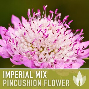 Imperial Mix Pincushion Flower Seeds, Double Blooms, Pollinator Garden image 9