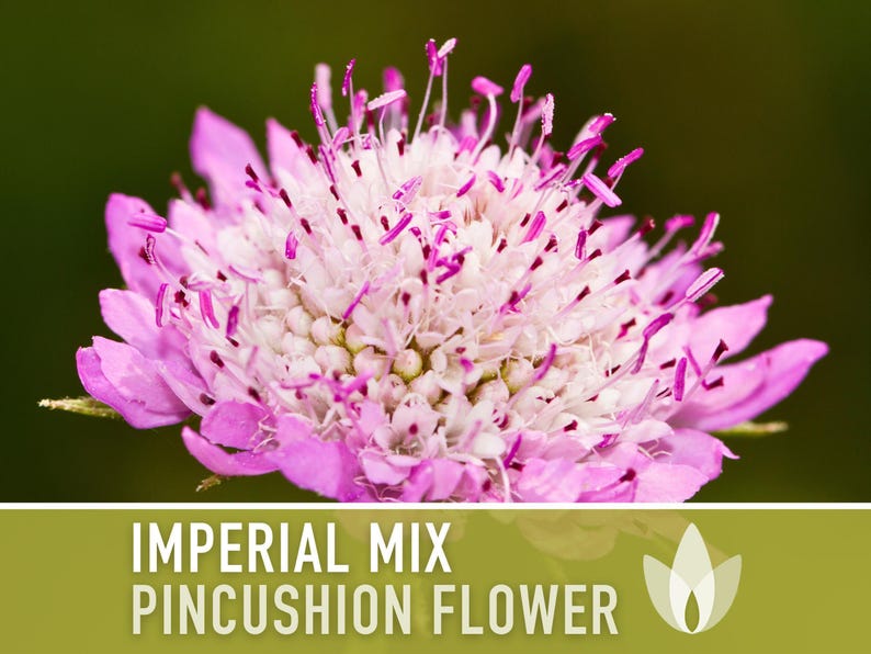 Imperial Mix Pincushion Flower Seeds, Double Blooms, Pollinator Garden image 9