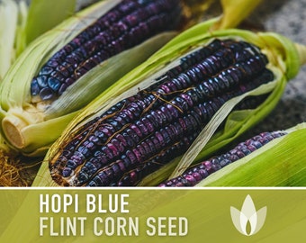 Blue Miniature Popcorn Corn Seeds – 25 Count, NON-GMO, Heirloom Vegetable Seeds For Home Gardening