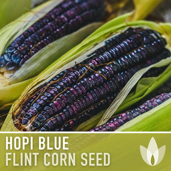 Hopi Blue Corn Heirloom Seeds - Seed Packets, Non-GMO, Open Pollinated, Flour Corn, Flint Corn