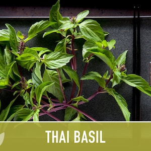 Thai Basil Herb Heirloom Seeds image 5