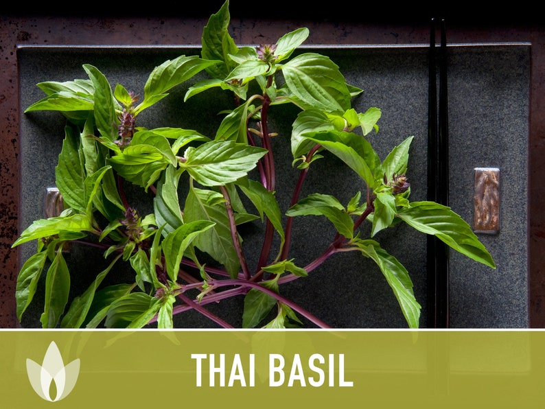 Thai Basil Herb Heirloom Seeds image 5