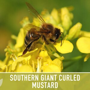 Southern Giant Curled Mustard Greens Heirloom Seeds image 7