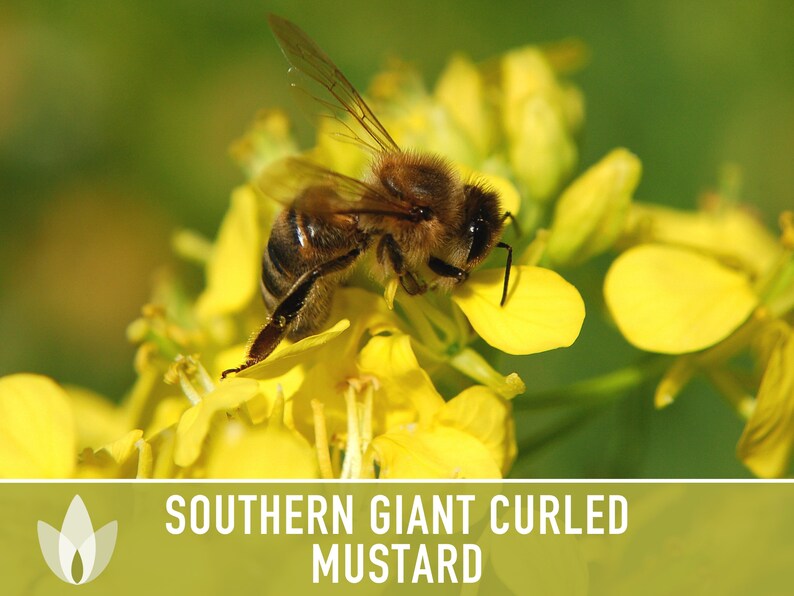 Southern Giant Curled Mustard Greens Heirloom Seeds image 7