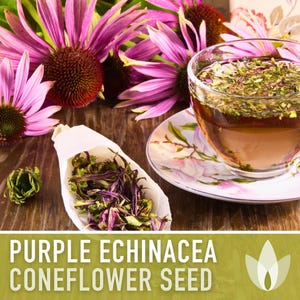 Graines d'Échinacée pourpre | Plus de 100 graines, fleurs sauvages indigènes, héritage, tolérant à la sécheresse, jardin des papillons, Echinacea purpurea image 8