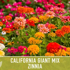 California Giant Zinnia Seed Mix | 100+ Seeds, Heirloom Flowers, Butterfly Garden, Zinnia elegans image 8