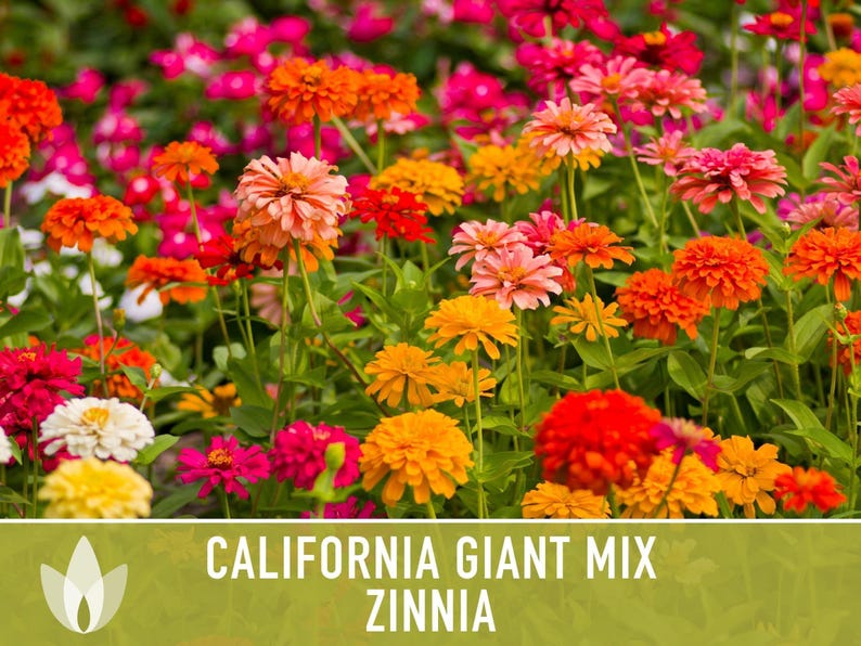 California Giant Zinnia Seed Mix | 100+ Seeds, Heirloom Flowers, Butterfly Garden, Zinnia elegans image 8
