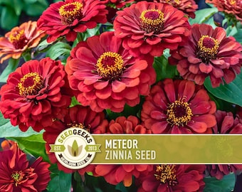 Meteor Zinnia Seed | 100+ Seeds, Heirloom, Pollinator & Butterfly Garden, Cut Flower, Zinnia elegans