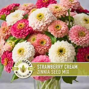 Strawberry Cream Zinnia Seeds | 100+ Seeds, Heirloom Flower Mix for Pollinator Gardens & Bouquets!