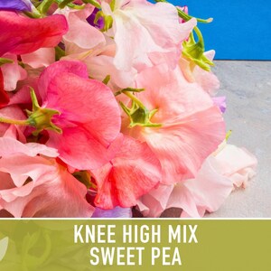 Sweet Pea Seeds, Knee High Flower Mix, Lathyrus Odoratus image 8