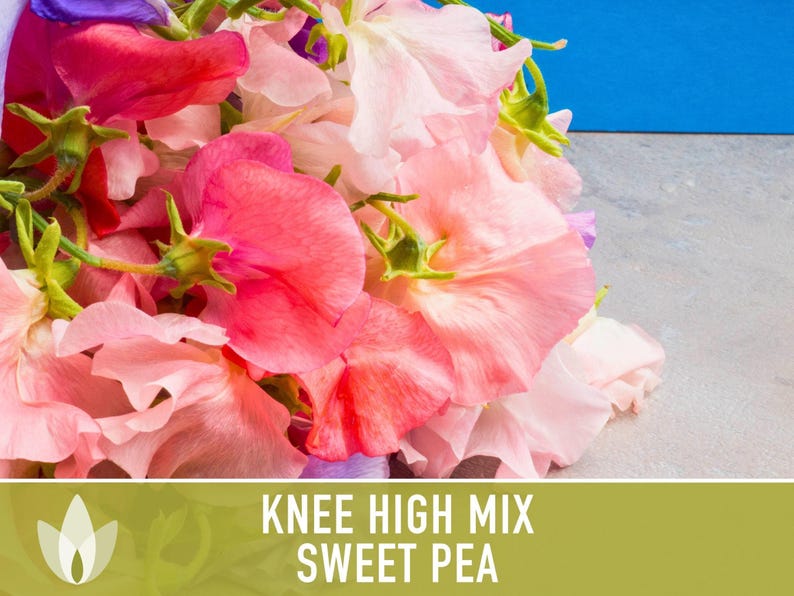 Sweet Pea Seeds, Knee High Flower Mix, Lathyrus Odoratus image 8