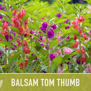 Balsam, Tom Thumb Mix Flower Seeds Heirloom Seeds, Pollinator Garden, Container Garden, Dwarf Flower, Open Pollinated, Non-GMO image 2