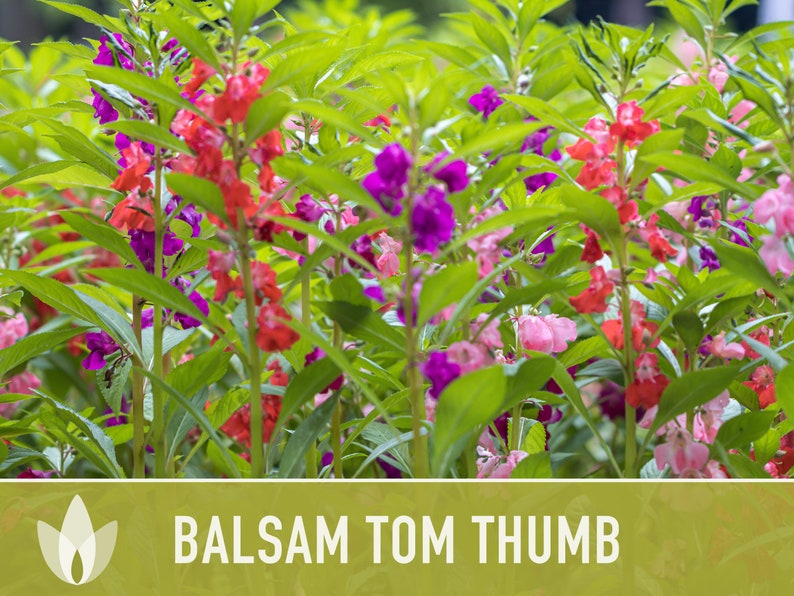 Balsam, Tom Thumb Mix Flower Seeds Heirloom Seeds, Pollinator Garden, Container Garden, Dwarf Flower, Open Pollinated, Non-GMO image 2